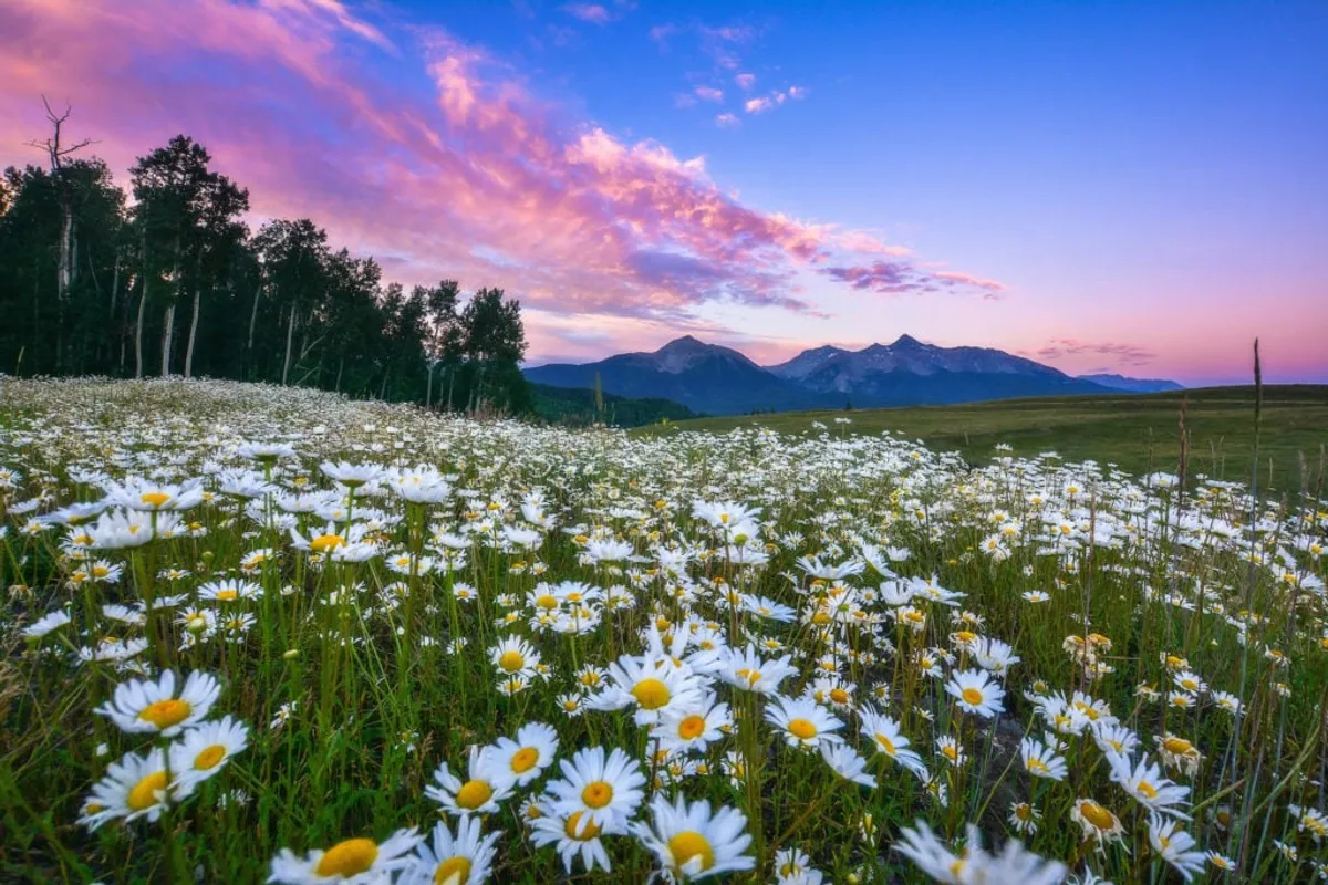 A serene meadow filled with wildflowers stretches toward a dramatic mountain range, beneath a sky scattered with clouds. The setting sun casts a gentle glow, evoking a sense of peaceful exploration and natural beauty.